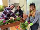 Prologis Mitarbeiter bepflanzen Blumenkästen