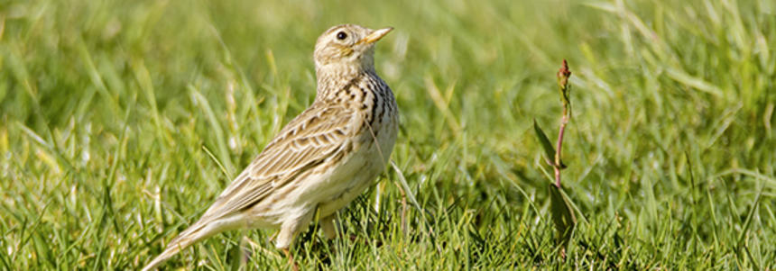 Skylark Skylark